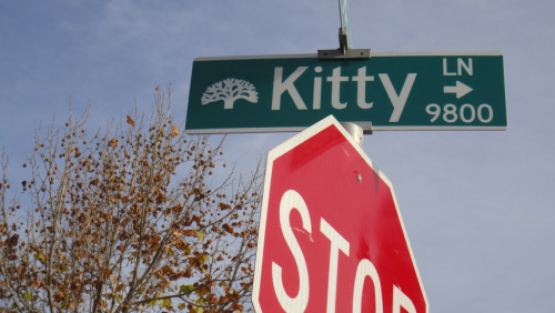 Kitty Lane -  Hegenberger Oakland,  CA(by Lynn Friedman)