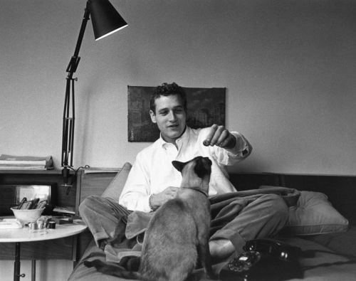 vintageeveryday:Paul Newman playing with his cat, Louis XIV, while sewing and smoking, 1978. Photogr