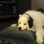sleepngdoll