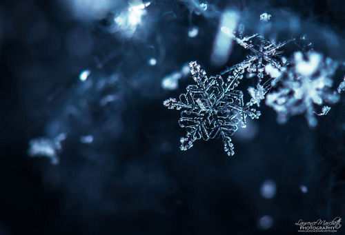 Macro photographs of Snowflakes on Feathers by Gallynette