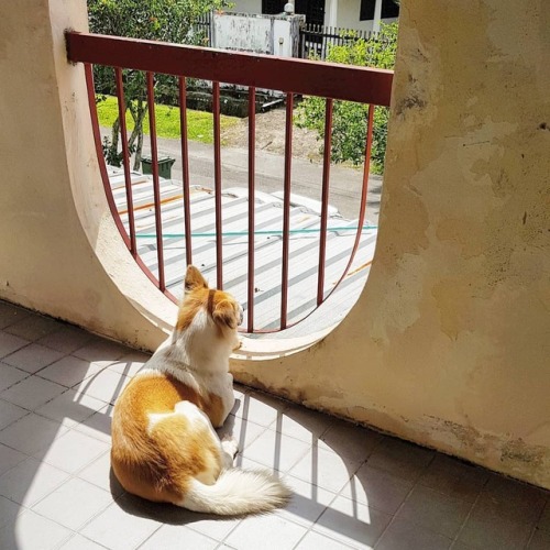 Waiting for you to come home&hellip; . . . #dog #loyalty #love #happydog #sunbath #jijigirl #pawsiti