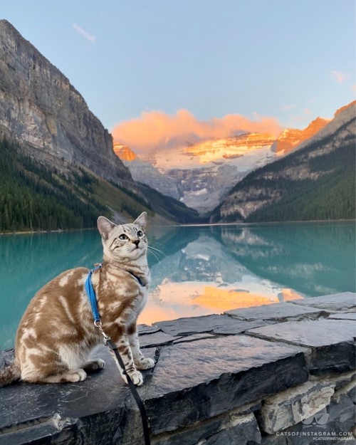 Catsofinstagram:  From @Buddy_The_Bengalx: “Sun-Kissed Meowtains 😽🌄” #Twitterweek