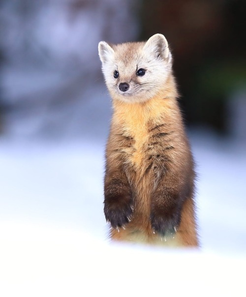 beautiful-wildlife: Stand Tall by © Megan Lorenz  Pine Marten in Algonquin Provincial Park