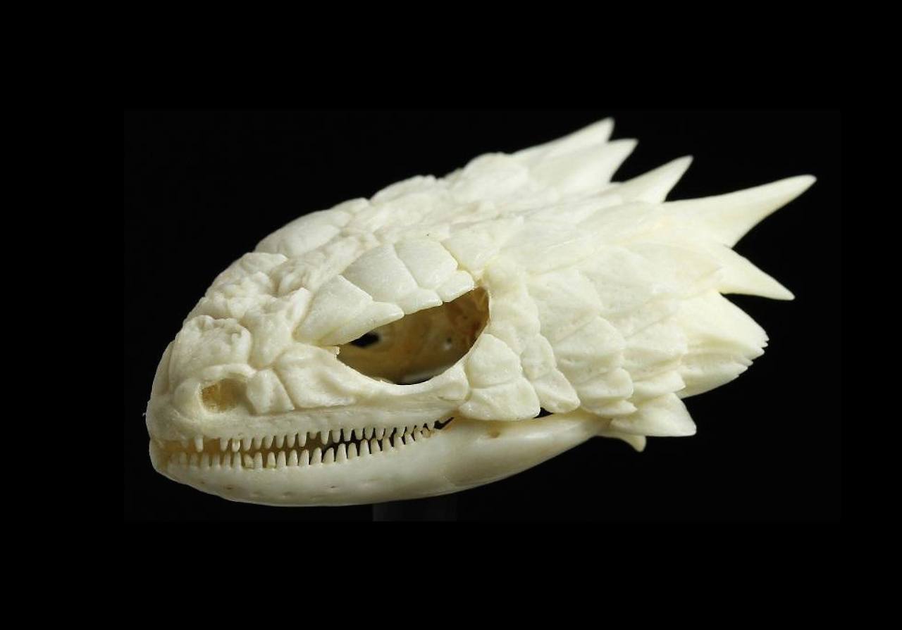 sixpenceee:   The skull of an armadillo lizard. Image courtesy of Black Dog &amp;