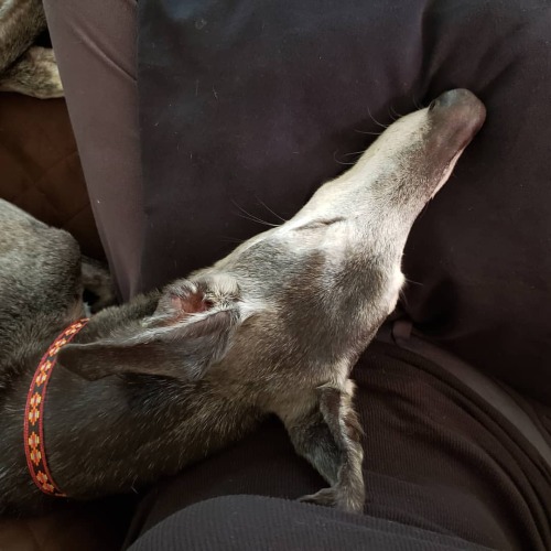 I needed these snuggles today very much #greyhound #retiredracer #spooniepets #greyhoundsofinstagram