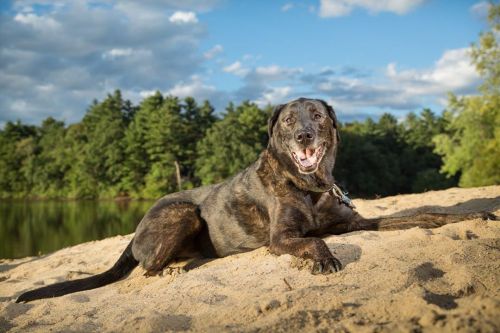 Spend all that extra time with your fur family. No distancing required. #dogphotography #dogsofinsta