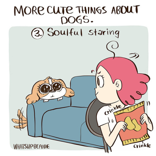 whatsupbeanie: More cute things about dogs :&gt; Do your pups do/have any of these? I love the l