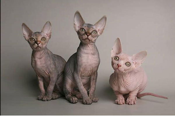 Mèo Sphynx “ Chú mèo Sphynx đầu tiên xuất hiện ở Canada, do một con mèo bình thường ở Toronto sinh ra. Đây là giống mèo đột biến tự nhiên, không cấy ghép với tên gọi ban đầu là mèo không lông. Tuy nhiên, nhờ vào hình dáng bên ngoài trông khá giống...