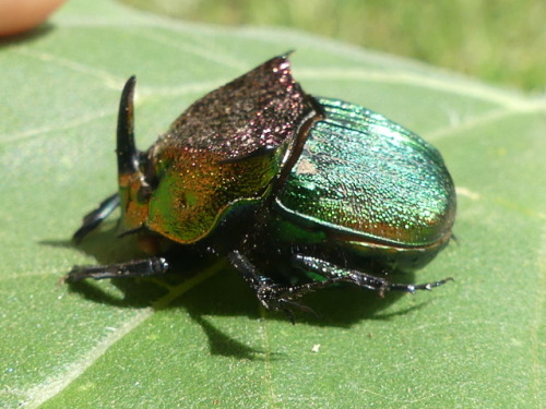 bugkeeping:a found a duderainbow scarab Phanaeus vindex