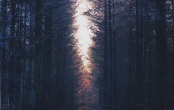 ninefiftyfive:  When Will The Forest Speak… (Explored) by Sam Thomas Photography on Flickr.