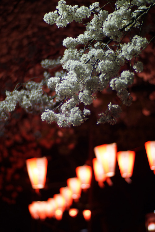 夜桜，上野 Leica Noctilux 50mm f1.0By : Ou Kinhaku