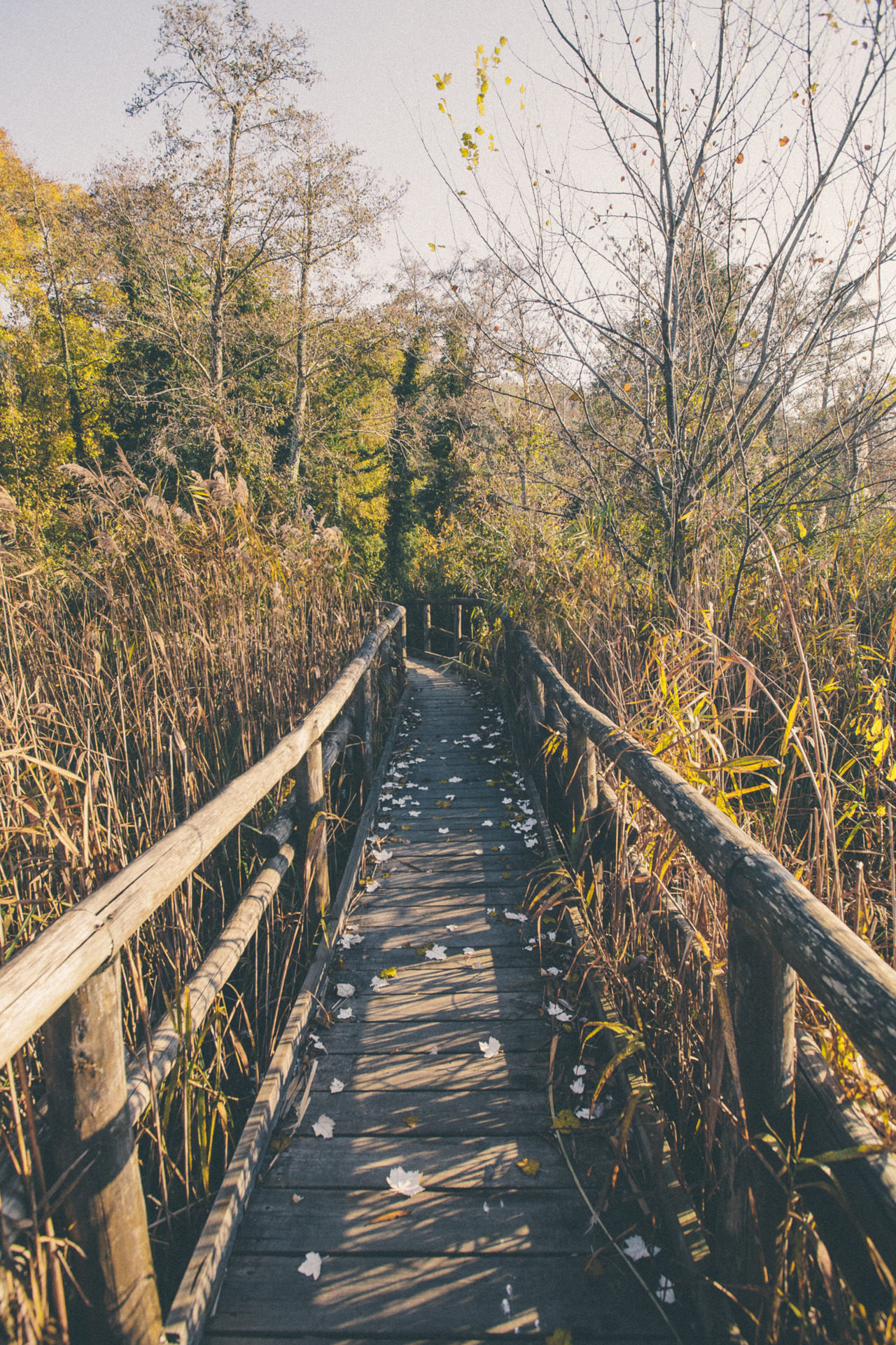 elenamorelli:  { wood and leaves and reeds and trees }