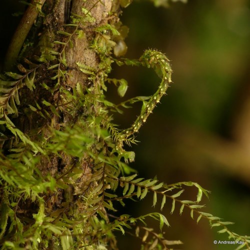 onenicebugperday:Moss-mimic Bugs from EcuadorAll photos by Andreas Kay1. Caterpillar, Saturniid