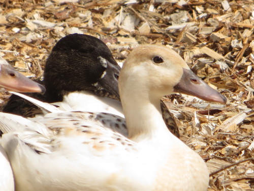 This is Effie A.K.A The Duchess, so named because she quacked for the entire two hour drive home fro