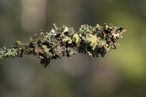 Lichens and moss on dead branches.Lavar och mossa på döda grenar.