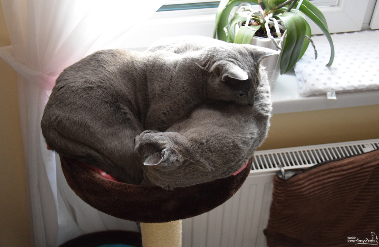 love4my2cats:  The story of one new scratcher:1. Unused 2. Unused 3. Used for scratching,