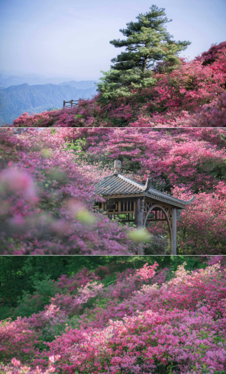 fuckyeahchinesegarden:azalea on guifeng mountain, hubei province. photo by 莳录