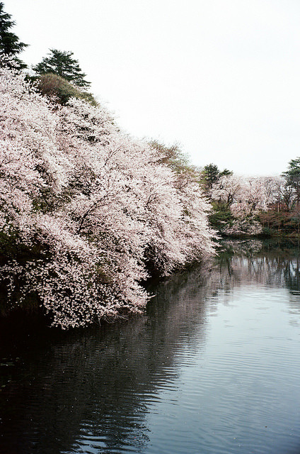 mizunokisu:高岡古城公園 by kanghsing2000 on Flickr.