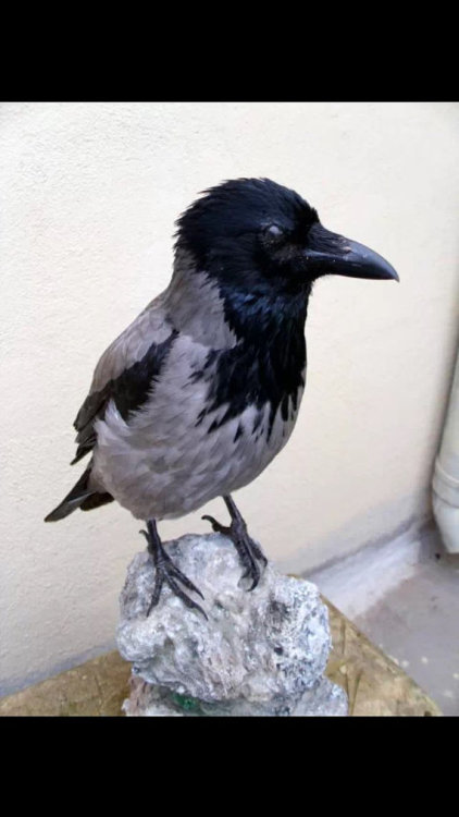 Hooded Crow Taxidermy $256.25