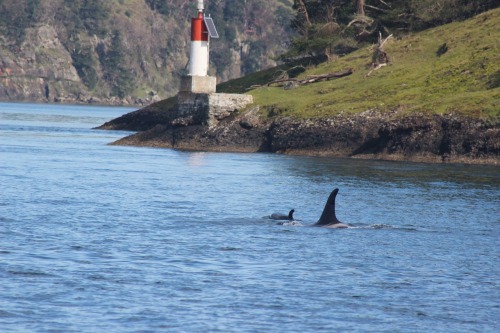 arlluk: J pod was seen today!  And if I’m not mistaken…that’s a wee little J50! P