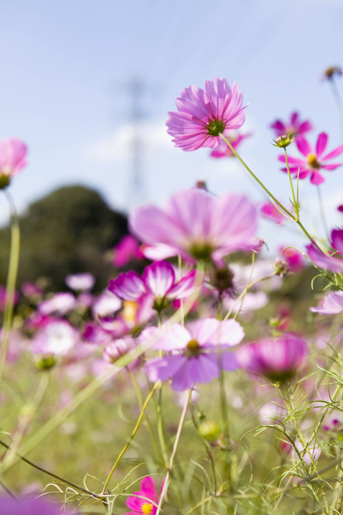 cosmos taken at Koganei Park.