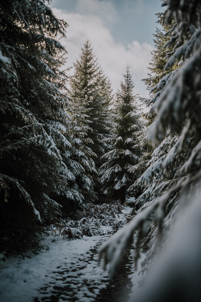 satakentia:  Black Forest, Germany  It’s been quite magical to walk trough that