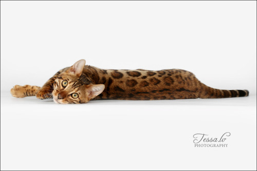  Bengal cat!