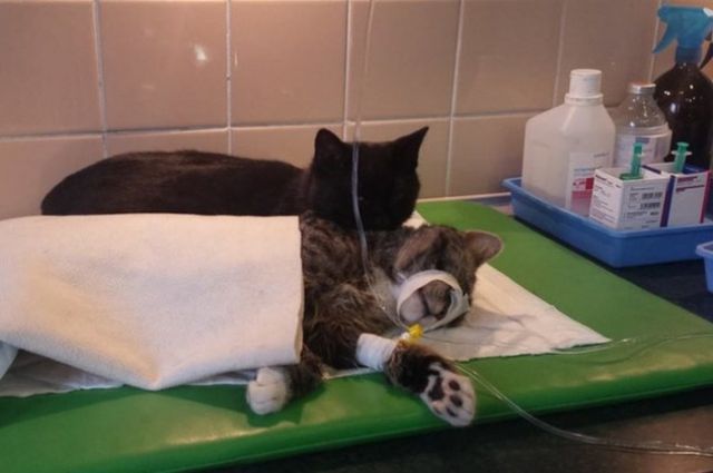 catsbeaversandducks:  The Incredible Nursing Cat Rademenesa was diagnosed with an