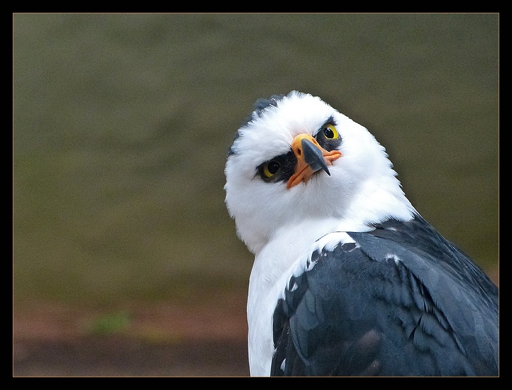 sea-hound: dorky-fandom-reblogs:  I HAVE FOUND THE ANGRIEST BIRD THESE ARE CALLED