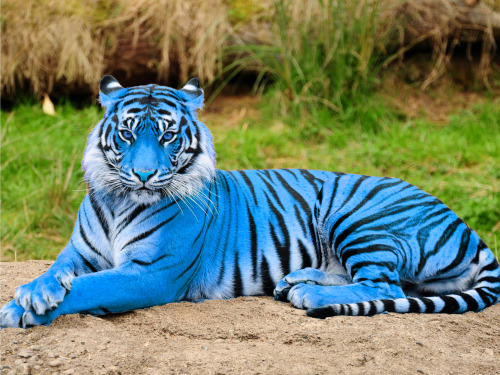 inseptica:iou-a-colt:steel-and-snow:A photo of the rare dabadeedabatiger.this rare species of tiger 