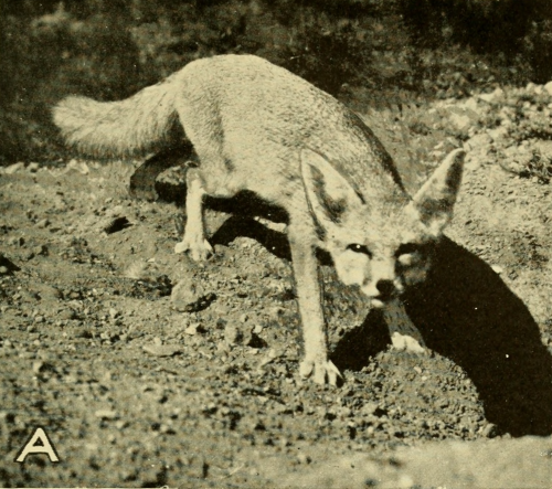 nemfrog:New Mexico desert fox. Mammals of New Mexico. 1931.Internet Archive