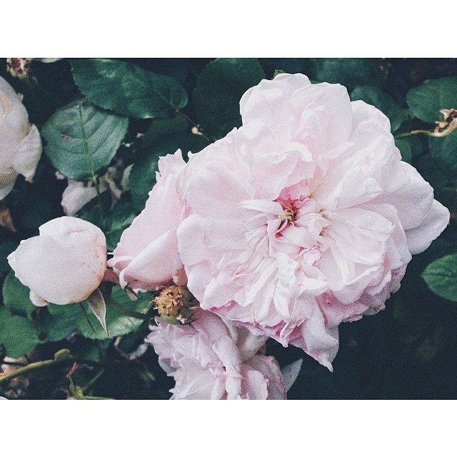 Pinks