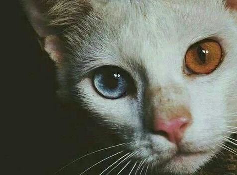 ❄