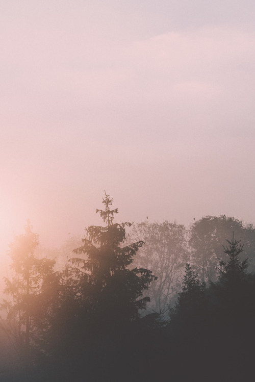biancabaumann: 안개. the beauty of early autumn mornings. instagram