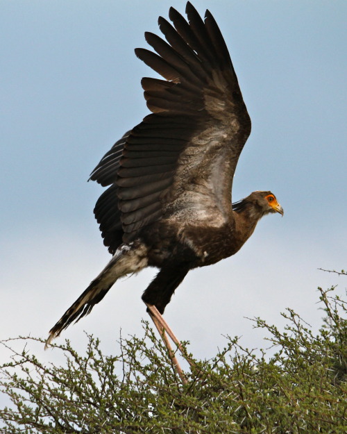 Secretary bird (Sagittarius serpentarius) by zoo-logicThese imposing birds hunt exclusively on foot 