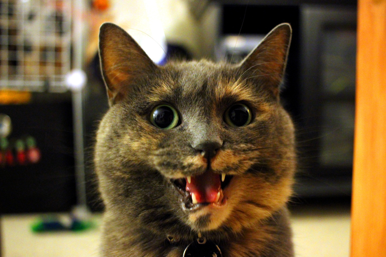 catsbeaversandducks:  Her Name Is Refurb And She Screams A Lot“Cats are just fluff