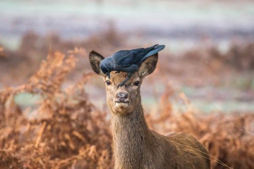 pagewoman: Deer and Crow, Richmond Royal Park, Greater London, England by Andrew Locking