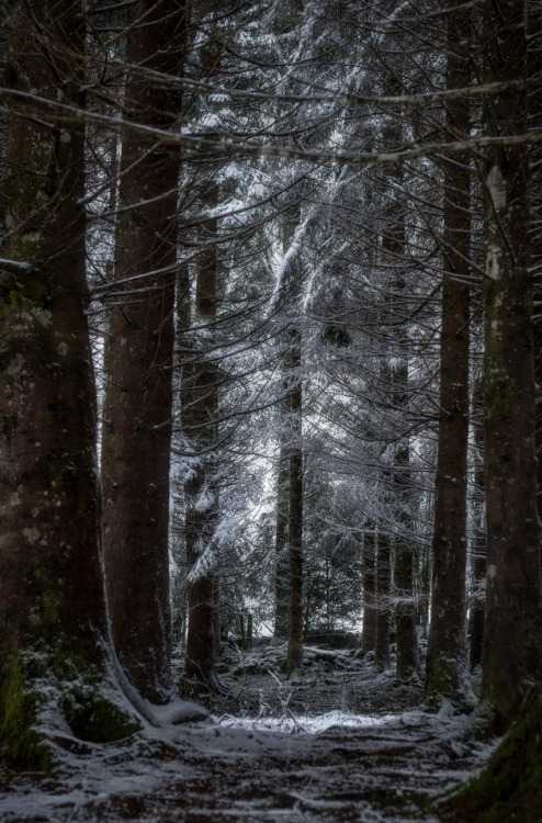 Lumière dans la forêt by Marc Andreu