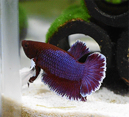 gattsuboo:Gattsu is the wiggliest betta boy I’ve ever had! After 2 hours of editing, I’ve finally ma