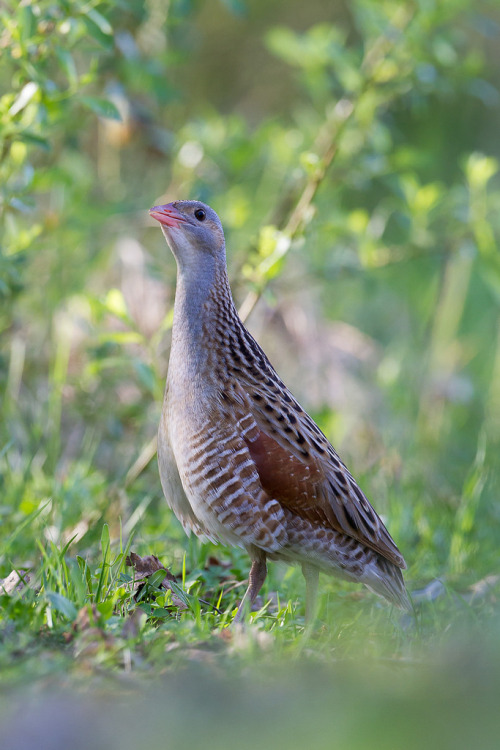 Corn Crake (Crex crex) &gt;&gt;by Pasi Parkkinen