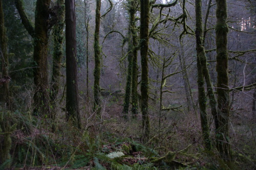 Waiting for the green to return - Watershed Park