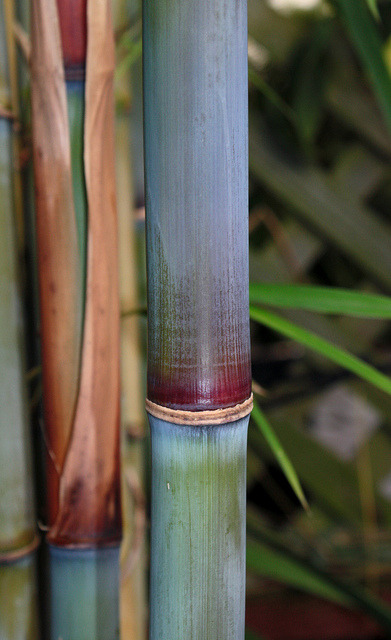 Himalayacalamus hookeriana grown by Ted Kipping © Uluwehi Knecht