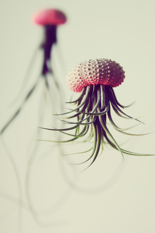 steampunktendencies:    Air Plant Jellyfish by PetitBeast