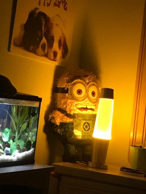 mysticbaconslice: mysticbaconslice:   mysticbaconslice:  hey someone ask me what my least favorite piece of home decor in my room is  it’s my old ass piss flavored lava lamp   first of all Dave is a fucking guest  