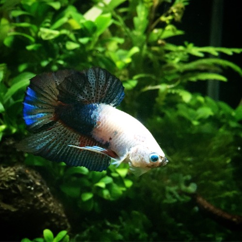 lescaridina:new betta in tha house!