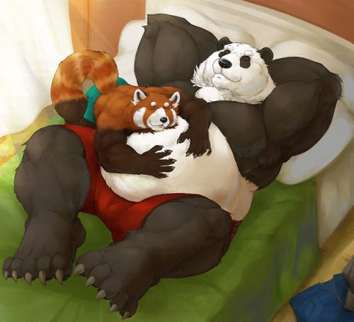 A giant panda’s pudgy belly makes a good pillow/ bed and the red panda seems to be taking full