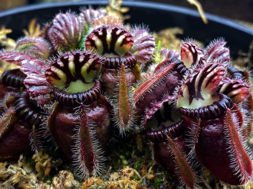 jeremiahsplants:This spectacular Cephalotus from Charles Brewer is looking cool!