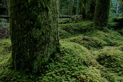 burntclutch:   forest floor along the upper reaches of the Gray Wolf river, in the Olympic mountains of Washington state. 