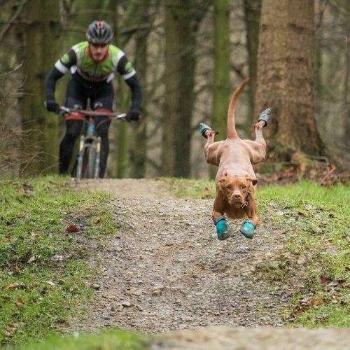 mtbdirty: @rubythetraildog When your so excited to wear your new @ruffwear boots that you overshoot 