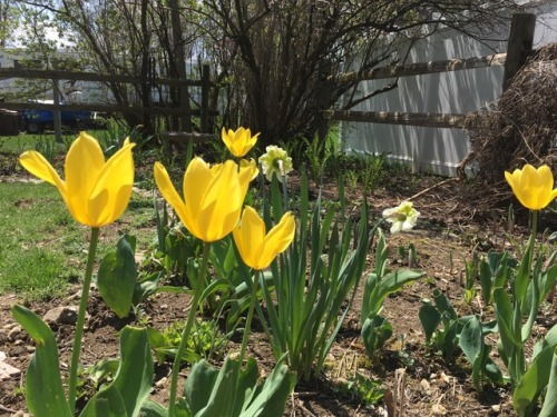 Garden scenes.